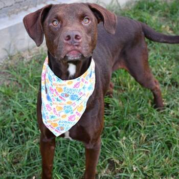 Rotini -  Chocolate Labrador Retriever and Chesapeake Bay Retriever Dog for Adoption in Beaumont, Texas - Rotini | PetCurious