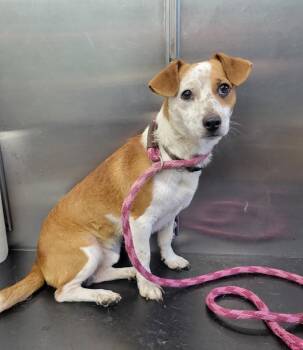 Dexter -  Jack Russell Terrier Dog for Adoption in Lisbon, Ohio - Dexter | PetCurious