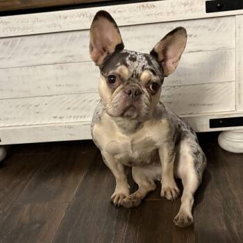 Remy -  French Bulldog Dog for Adoption in Dallas, Texas - Remy | PetCurious