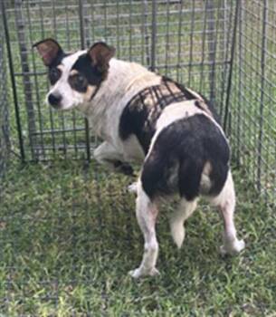 PANCHO -  Rat Terrier and Mixed Breed Dog for Adoption in Dallas, Texas - PANCHO | PetCurious