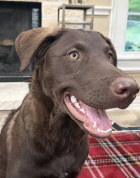 Wrenly -  Irish Water Spaniel and Husky Dog for Adoption in Houston, Texas - Wrenly | PetCurious