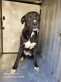 BUBBA -  American Staffordshire Terrier Dog for Adoption in San Antonio, Texas - BUBBA | PetCurious