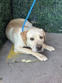 Labrador Retriever and Mixed Breed Dogs Available for Adoption - Walter* | PetCurious