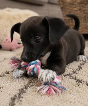 Luna, sweet small lady -  Mixed Breed Dog for Adoption in Houston, Texas - Luna, Sweet Small Lady | PetCurious
