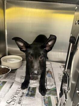 Dumbo -  Shepherd and Labrador Retriever Dog for Adoption in Jackson, Tennessee - Dumbo | PetCurious