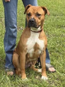 Paisley -  Boxer Dog for Adoption in Calera, Alabama - Paisley | PetCurious