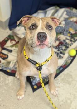 Kendra -  Pit Bull Terrier Dog for Adoption in Salt Lake City, Utah - Kendra | PetCurious