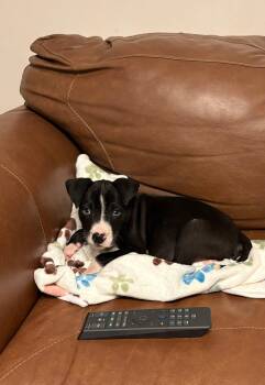 Black Mouth Cur and Terrier Dogs Available for Adoption in Berlin, New Jersey - Ivy | PetCurious