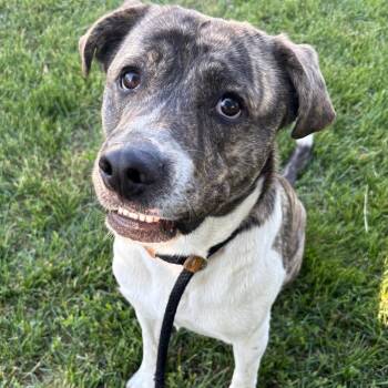 Pit Bull Terrier and Mixed Breed Dogs Available for Adoption in Saint Joseph, Missouri - Narfi (Pablo) | PetCurious