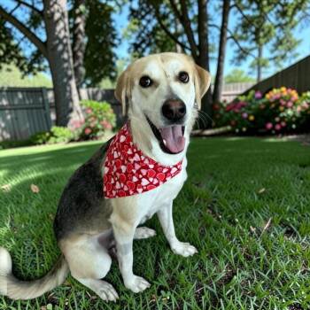 Honey -  Great Pyrenees and Shepherd Dog for Adoption in Fort Worth, Texas - Honey | PetCurious