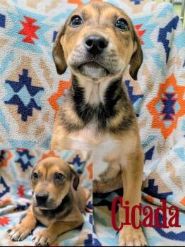 Hound and Mixed Breed Dogs Available for Adoption in Blountville, Tennessee - Cicada | PetCurious
