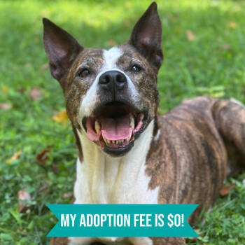 Rescue Mixed Breed Dogs for Adoption in Charleston, West Virginia - Eloise | PetCurious