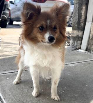 Chihuahua and Shetland Sheepdog Sheltie Dogs Available for Adoption - Brioche | PetCurious