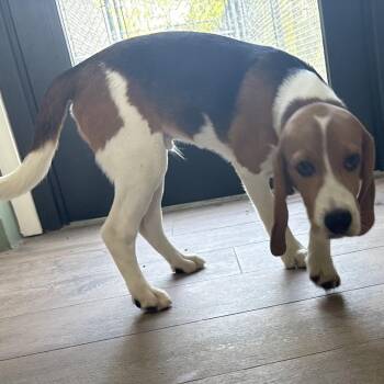 AH6 0808 -  Beagle Dog for Adoption in Loxahatchee Groves, Florida - AH6 0808 | PetCurious