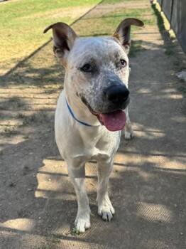 Pit Bull Terrier and Mixed Breed Dogs Available for Adoption in Riverside, California - DILL | PetCurious