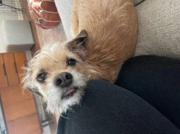 Terrier Dogs Available for Adoption in Helotes, Texas - Ellie | PetCurious