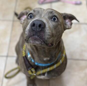 Pit Bull Terrier Dogs Available for Adoption in Troutdale, Oregon - Diamond Girl | PetCurious
