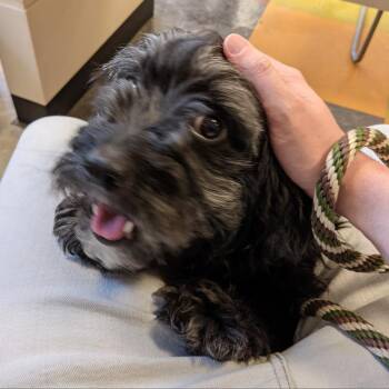 Pepper -  Mixed Breed Dog for Adoption in Philadelphia, Pennsylvania - Pepper | PetCurious