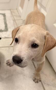 Labrador Retriever and Black Mouth Cur Dogs Available for Adoption in Cape Coral, Florida - Pop | PetCurious