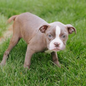Ribbon -  Boston Terrier and English Bulldog Dog for Adoption in Northbrook, Illinois - Ribbon | PetCurious