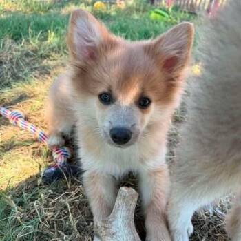 Quinter -  Pomeranian Dog for Adoption in Overland Park, Kansas - Quinter | PetCurious