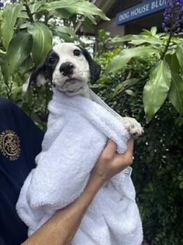 Terrier and Mixed Breed Dogs Available for Adoption in Honolulu, Hawaii - Casey | PetCurious