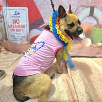 LIL MAY -  Pit Bull Terrier and German Shepherd Dog Dog for Adoption in Long Beach, California - LIL MAY | PetCurious