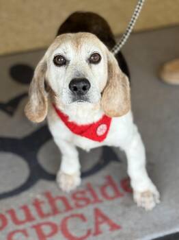 Beagle Dogs Available for Adoption - Jeb | PetCurious