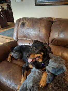 Rottweiler Dogs Available for Adoption - Brandie | PetCurious
