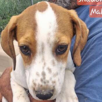 Shadow -  Hound Dog for Adoption in Albany, New York - Shadow | PetCurious