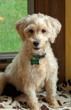 Animae -  Miniature Poodle and Golden Retriever Dog for Adoption in Whitewater, Wisconsin - Animae | PetCurious