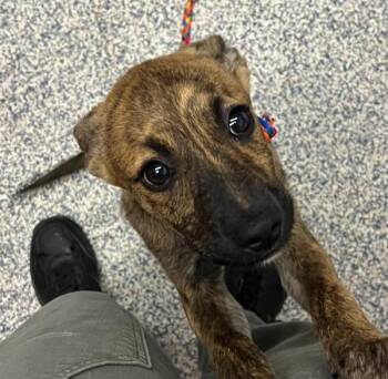 Sawyer -  Labrador Retriever Dog for Adoption in Golden, Colorado - Sawyer | PetCurious
