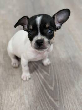 Bam Bam -  Chihuahua Dog for Adoption in Las Vegas, Nevada - Bam Bam | PetCurious