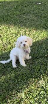 Lollipop -  Maltese and Poodle Dog for Adoption in Richmond, Texas - Lollipop | PetCurious