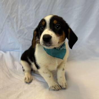 Sophie -  Mixed Breed Dog for Adoption in Canal Winchester, Ohio - Sophie | PetCurious