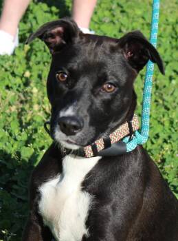 Pit Bull Terrier Dogs Available for Adoption in Claremore, Oklahoma - TESSA | PetCurious