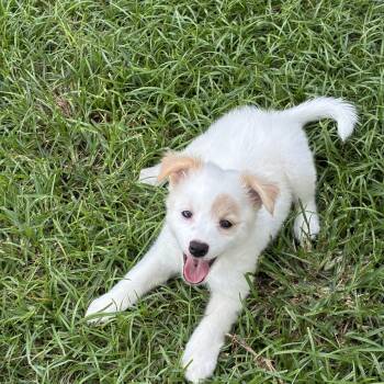 Hailey -  Pomeranian Dog for Adoption in Alafaya, Florida - Hailey | PetCurious
