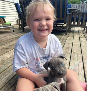 Rescue Pit Bull Terrier and American Staffordshire Terrier Dogs for Adoption in Belleville, Michigan - Lucky | PetCurious