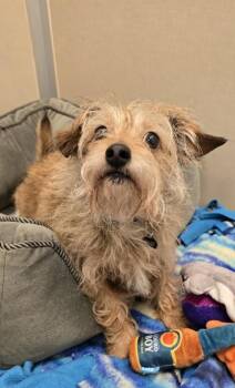 Nita -  Terrier and Mixed Breed Dog for Adoption in Bellevue, Washington - Nita | PetCurious