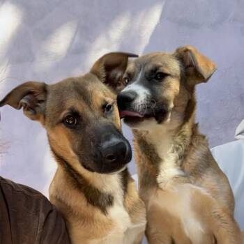 German Shepherd Dog Dogs Available for Adoption - NALA! | PetCurious