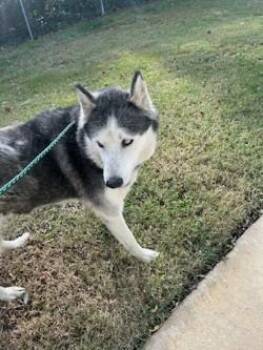 Rescue Husky Dogs for Adoption in Rocky Mount, North Carolina - Stormy 107430 | PetCurious