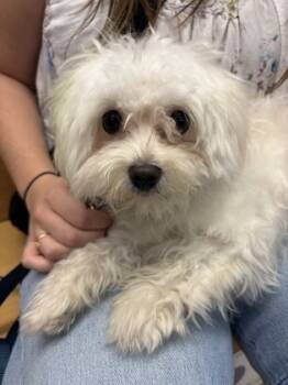 Rescue Mixed Breed Dogs for Adoption in Chamblee, Georgia - Rima- Adopted | PetCurious