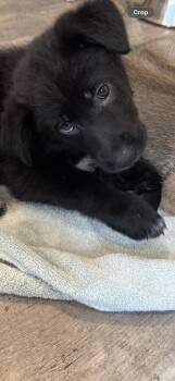 Labrador Retriever Dogs Available for Adoption in San Diego, California - Rosie