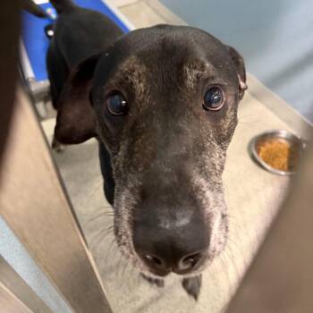 Ranger -  Catahoula Leopard Dog and Mixed Breed Dog for Adoption in Tampa, Florida - Ranger | PetCurious