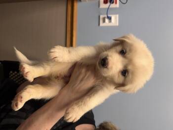 Peony HTX -  Great Pyrenees Dog for Adoption in Quinlan, Texas - Peony HTX | PetCurious