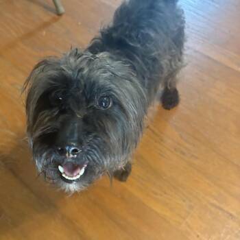 Pickle Puppy -  Maltese and Terrier Dog for Adoption in Austin, Texas - Pickle Puppy | PetCurious