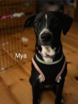 Mya -  Great Dane and Labrador Retriever Dog for Adoption in Bristol, Vermont - Mya | PetCurious