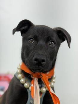 Delilah -  Black Labrador Retriever and Whippet Dog for Adoption in Carlsbad, California - Delilah | PetCurious