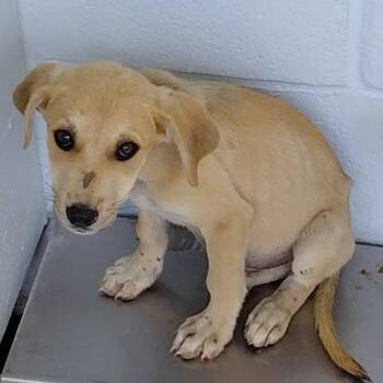 Lou 26-06-178 -  Mixed Breed Dog for Adoption in Bastrop, Texas - Lou 26-06-178 | PetCurious