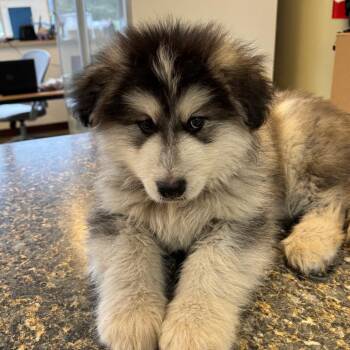 Alaskan Malamute Dogs Available for Adoption in Mankato, Minnesota - Malah | PetCurious